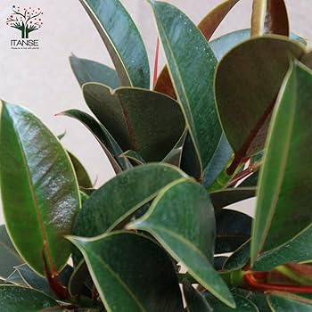 フィカス　メラニー　葉は小さめ　枝多数　葉ピカピカ　朴仕立て　ゴムの木 フィカス メラニー 葉は小さめ 枝多数 葉ピカピカ 朴仕立て ゴムの木